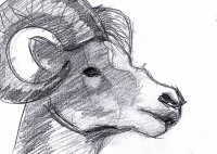 /album/dibujo/sardi-animal2-jpg/